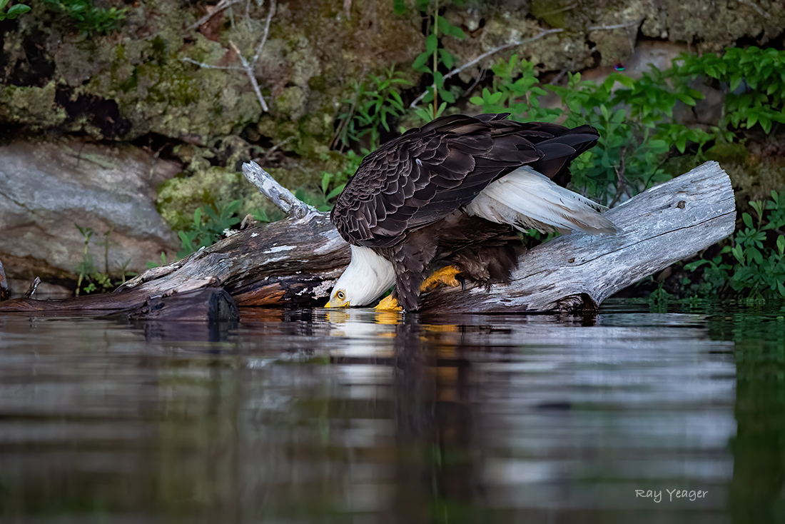 102 1231 D4S_7488a1mT21100