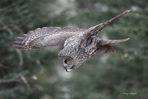 103 1319 DSC_3967a1SLx1100